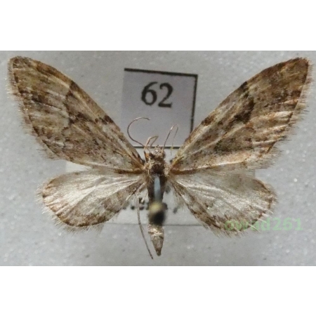 Eupithecia lanceata (Hübner, 1825) Czech62